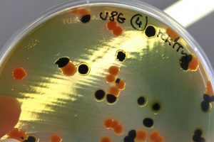 A ecologia das resistências aos antimicrobianos
