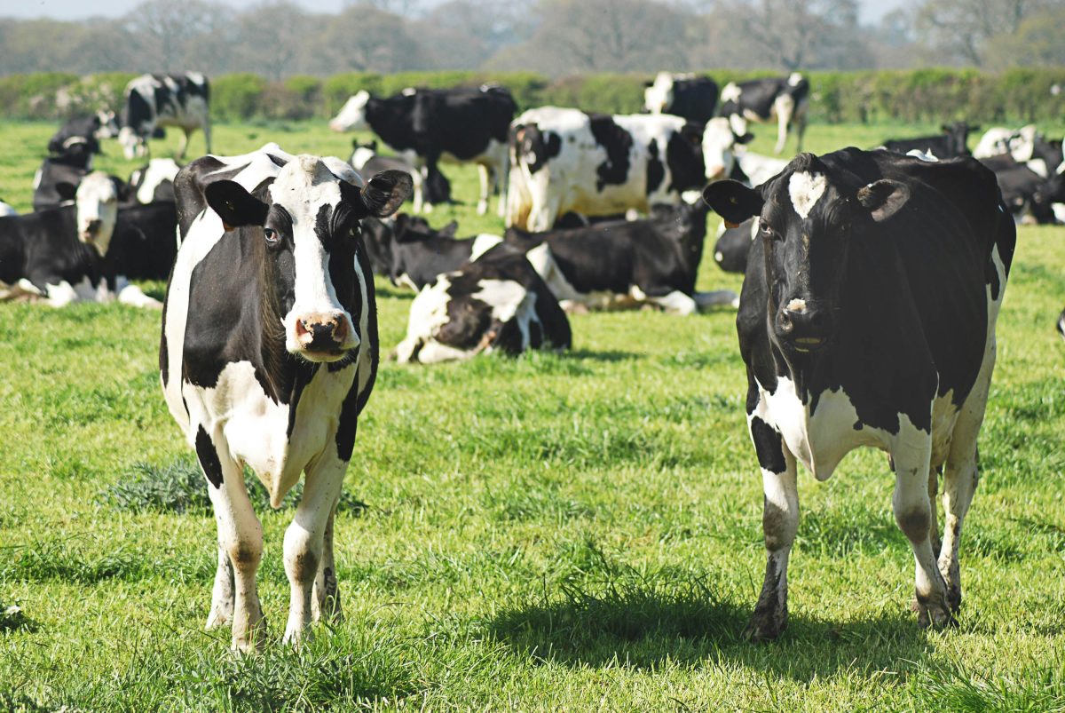 Vacas leiteras
