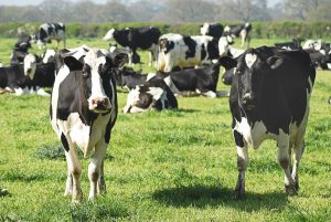 Vacas leiteras