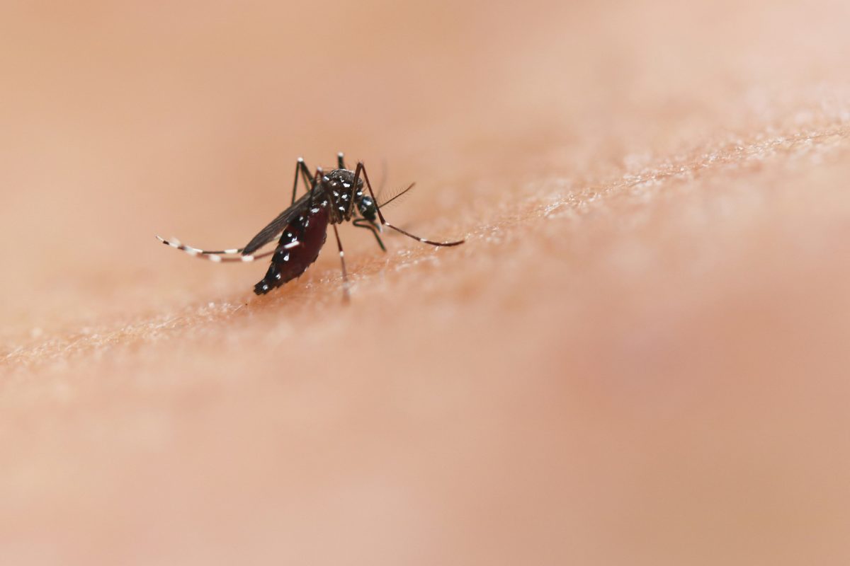 Flavivaccine