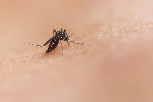 Flavivaccine